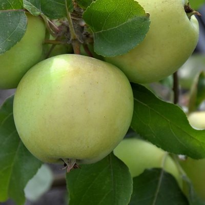 close-up of yellow apples on a branch
