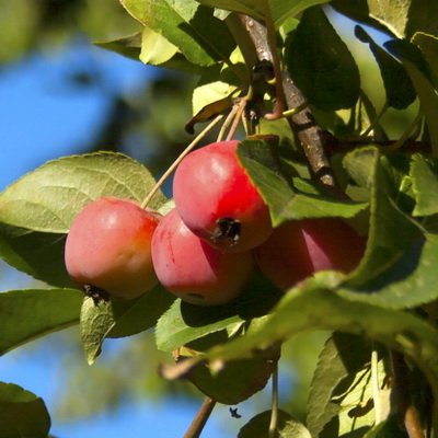 red apples on a branch with leaves