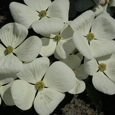 white dogwood flowers