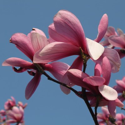 light pink magnolia flowers