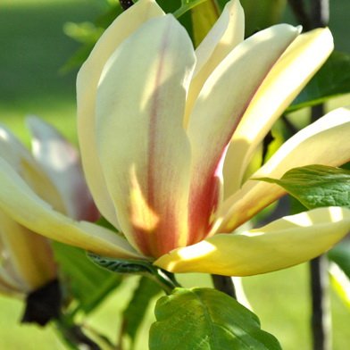 yellow with pink stripe magnolia flower