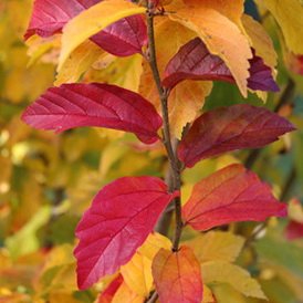 bright red and yellow parrotia leaves
