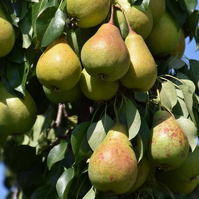 light green pears