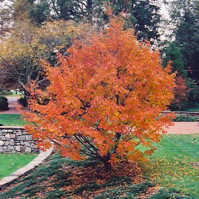 round shaped tree with reddish-orange leaves
