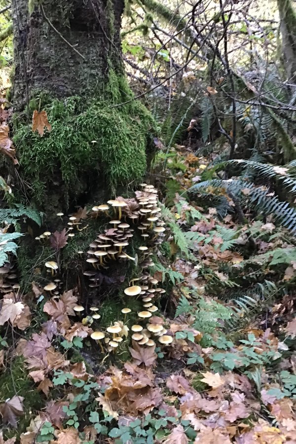 close-up of mushrooms, moss and ferns growing on a tree trunk in a forest