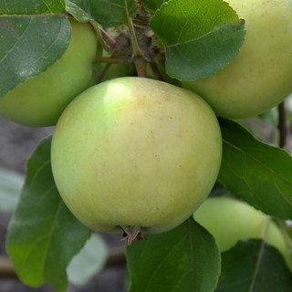 Lodi apple