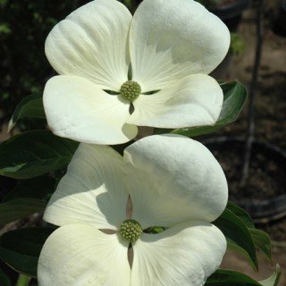 Dogwood Cornus Venus flower 