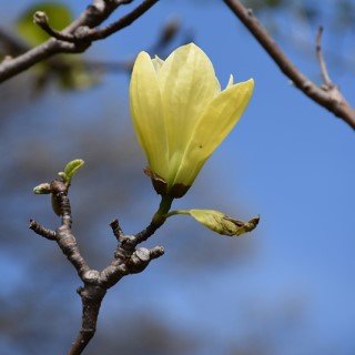 Magnolia Butterflies flower