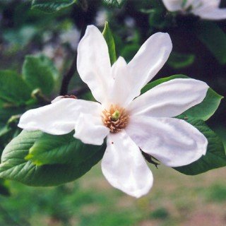 Magnolia Kobus flower