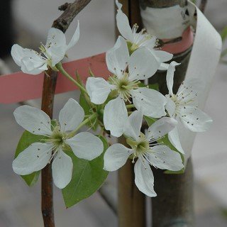 Pear Bosc flower