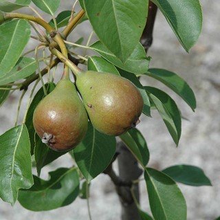 Moonglow Pear