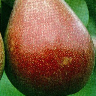 Pear Red Bartlett