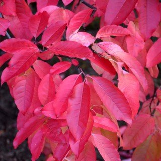 Sourwood – Oxydendrum arboretum leaves